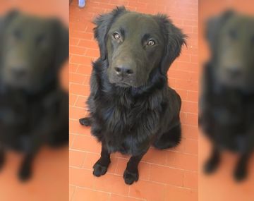 La triste historia del perro al que abandonaron por la crisis: Mi familia ya no me puede mantener