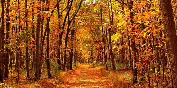 &nbsp;Cuáles son las mejores actividades para hacer en otoño