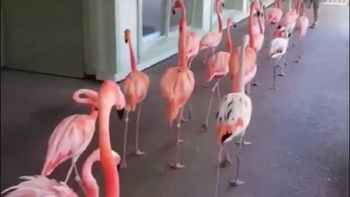 asi fueron trasladados los flamencos por el huracan irma asi fueron trasladados los flamencos por el huracan irma