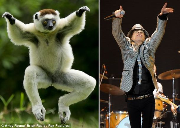 Un animal copió todos los movimientos de Mick Jagger al bailar