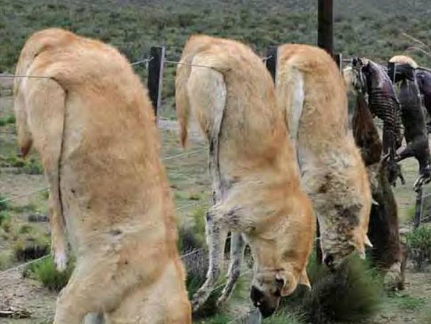 Brutal matanza de perros en el sur de Caleta Olivia
