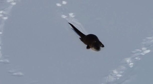 La nutria que no para de deslizarse en la nieve