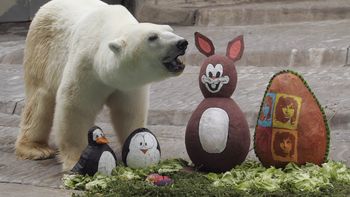 conmocion en las redes por la muerte del oso polar winner conmocion en las redes por la muerte del oso polar winner