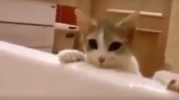 Un gato intenta rescatar de la bañera a su dueña Un gato intenta rescatar de la bañera a su dueña
