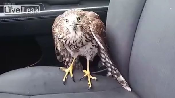 Un águila busca refugio del huracán en un taxi