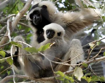 Peligro: el mono más raro del mundo podría extinguirse