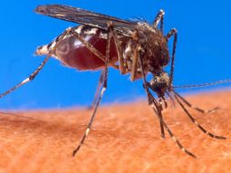Detectan el primer caso sospechoso de infección humana por un virus mortal transmitido por mosquitos