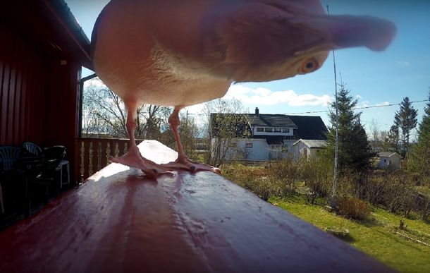 Una gaviota se robó una GoPro