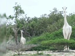 Encontraron a la única jirafa blanca que queda en el planeta