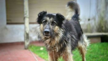 Hugo logró ahuyentar a delincuentes en dos oportunidades Hugo logró ahuyentar a delincuentes en dos oportunidades