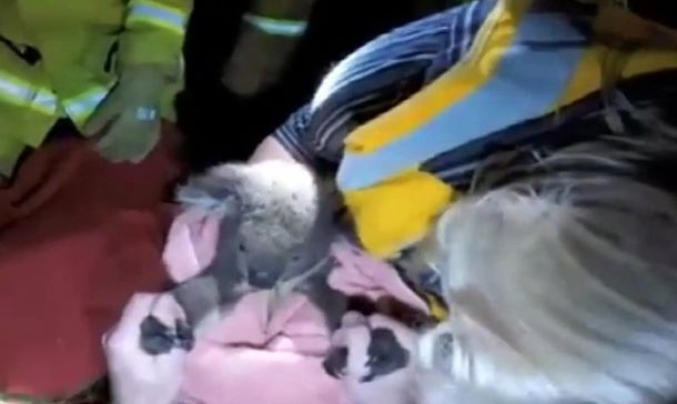 VIDEO: Reviven a un koala al darle respiración boca a boca