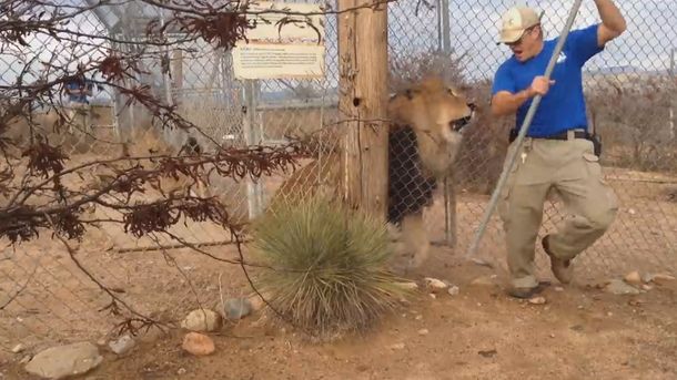 Un león atacó a su cuidador