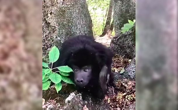 Murió Coco, el mono que fue rescatado en 2021 del ropero de una casa en Belgrano