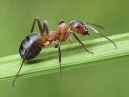 La verdadera cara de una hormiga a través de un microscópico electrónico&nbsp;