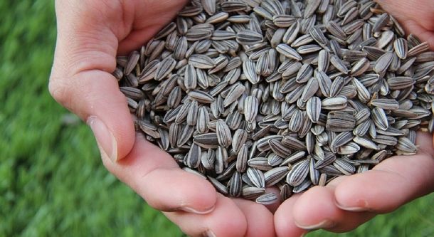 La Anmat prohibió en todo el país la venta de unas semillas de girasol y tres snacks