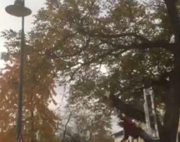 La venganza de los árboles