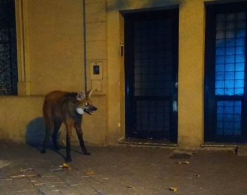 Apareció un aguará guazú en Rosario