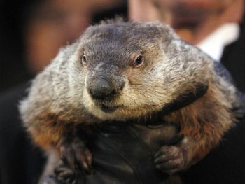 Piden pena de muerte para la marmota que erró un pronóstico