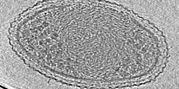 Lograron fotografiar al organismo más pequeño jamás estudiado