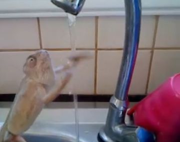 Un pequeño camaleón que ama lavarse las manos