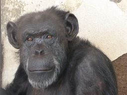 La chimpancé Cecilia está en el Zoológico de Mendoza y será trasladada a un santuario en Brasil - Crédito: www.publico.es
