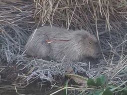 Hallan un carpincho con el cuello atravesado por una flecha: lo atacaron por diversión