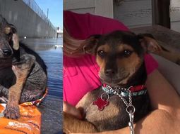 increible recuperacion de un perro abandonado increible recuperacion de un perro abandonado