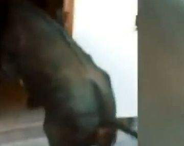 Toro vio la puerta y se metió en una casa 