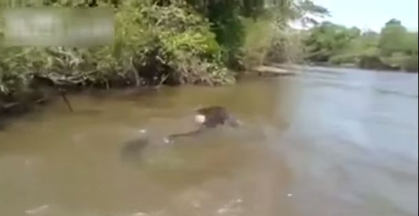 Visitantes hallan gran anaconda en el río
