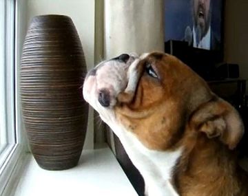 Fred jura que es el próximo gran tenor