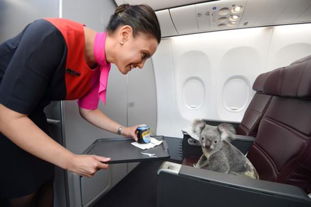 No cualquiera puede, pero estos koalas viajaron en primera clase desde Australia a Singapur
