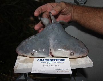 El tiburón de dos cabezas, ¿amenaza multiplicada?