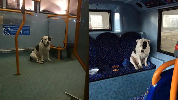Abandonaron a un perro en un colectivo y pasó la noche ahí por si mordía