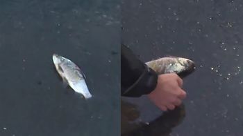 un notero de tn salvo a un pez que agonizaba en el asfalto y el rescate se volvio viral un notero de tn salvo a un pez que agonizaba en el asfalto y el rescate se volvio viral