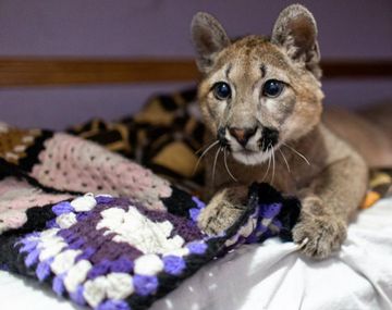 Rescataron a una cría de puma que vivía en una casa de Liniers