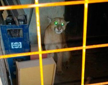 Iba a llevar a sus hijos a la escuela y se topó con un puma