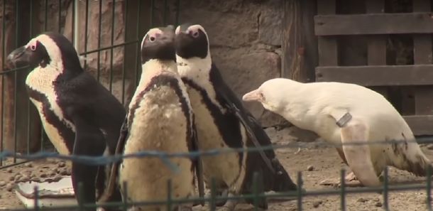 VIDEO: El extraño caso del pingüino albino