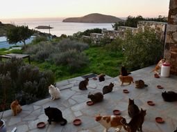 Los bellos atardeceres en el mar Egeo se aprecian mejor con compañía felina