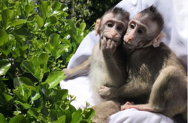 Implantaron genes humanos a un grupo de monos y encontraron sorprendentes cambios