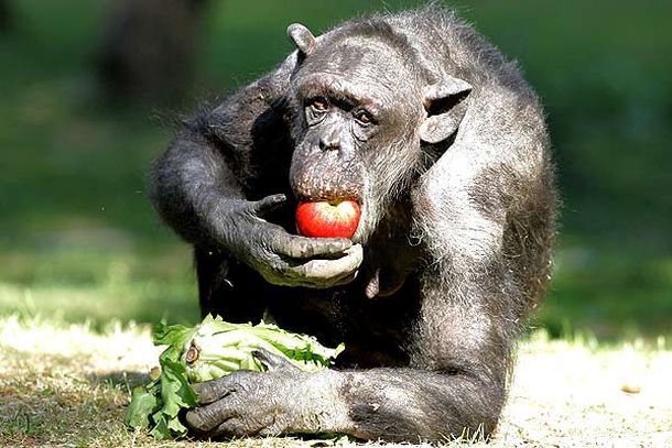 Chimpance culpeaños