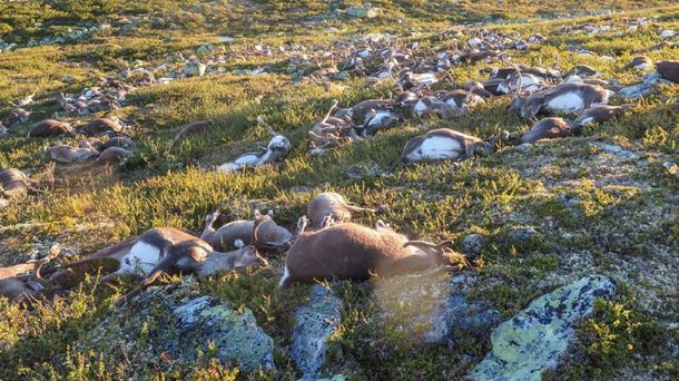 Impresionante: un rayo mató a más de 300 renos en Noruega
