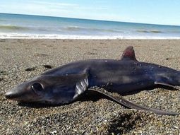 El tiburón zorro que apareció muerto en Chubut El tiburón zorro que apareció muerto en Chubut