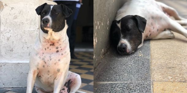 La increíble historia del perro vaca que estafó a los alumnos de la Facultad de Derecho en Rosario
