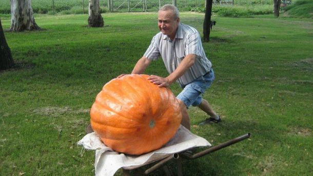 Un hombre cosechó un zapallo de 74 kilos en Córdoba