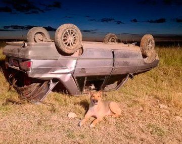 Volcó y su perro se quedó con él hasta que lo rescataron
