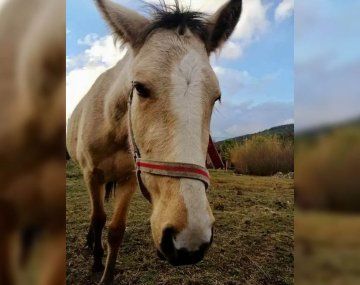 Robaron y faenaron una yegua y enfrentan un juicio por maltrato animal