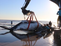 Salvaron a dos ballenas varadas en la Costa en menos de 48 horas