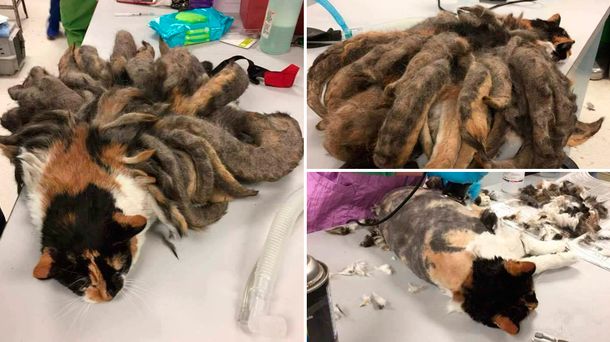 El gato de las rastas fue rescatado