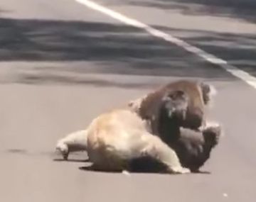 Una pelea entre dos koalas frenó el tránsito