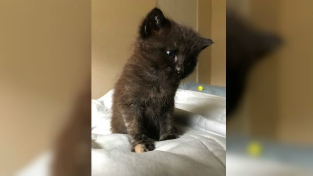 Burrito es uno en un millón